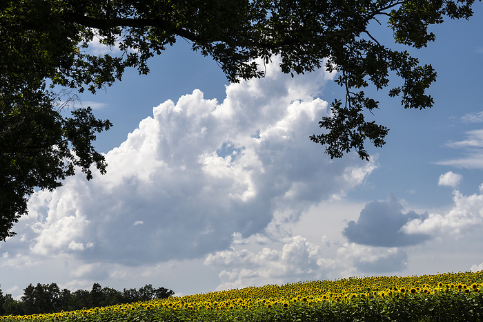 Cumulus clouds above a field of sunflowers, Hermsdorf, Saxonia, Germany Cumulus clouds above a field of sunflowers, Hermsdorf, Saxonia, Germany, by Zoonar GUNAR STREU