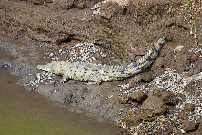 Crocodile in the Tarcoles river, Costa Rica Crocodile in the Tarcoles river, Costa Rica, by Zoonar Francisco Jav