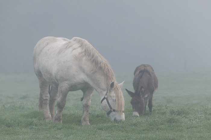 Horse and donkey in the fog, Normandy, France Horse and donkey in the fog, Normandy, France, by Zoonar Francisco Jav