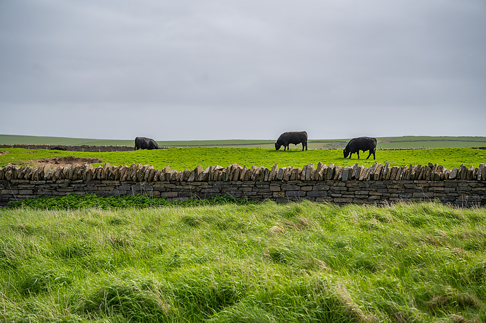 Black cows in front of a farm at Orkney Island grazing on a meadow, old stone wall in front, Kirkwall, Scotland Black cows in front of a farm at Orkney Island grazing on a meadow, old stone wall in front, Kirkwall, Scotland, by Zoonar Markus Beck