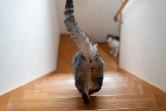 Back view of cat going down the stairs Sabatura cat