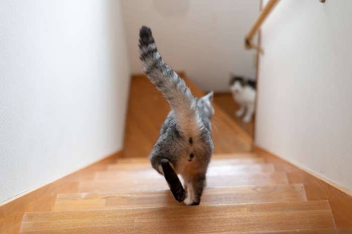 Back view of cat going down the stairs Sabatura cat
