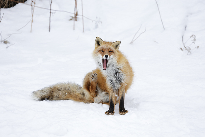 Ezo red fox (Vulpes vulpes schrencki)