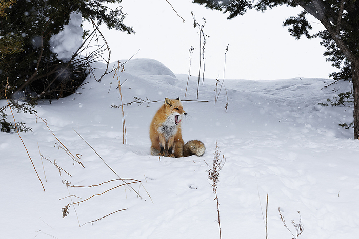 Ezo red fox (Vulpes vulpes schrencki)