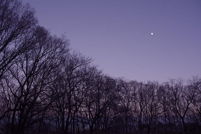 Thicket and moon at dusk