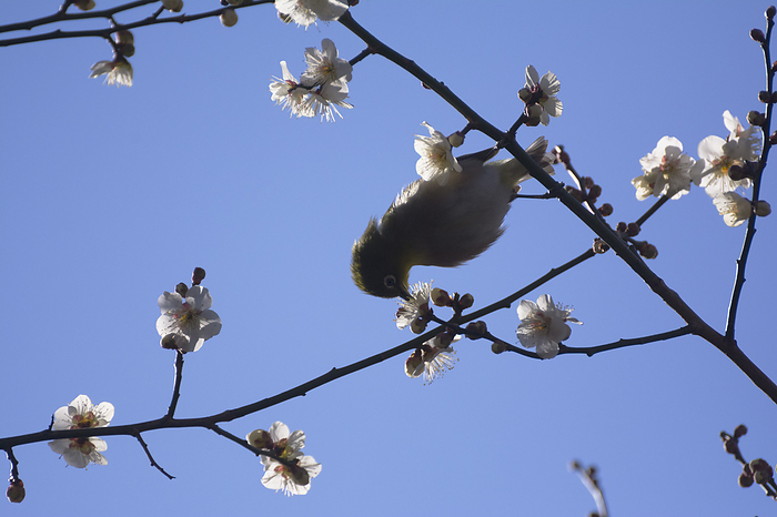 A whitebrow pecking at a plum blossom