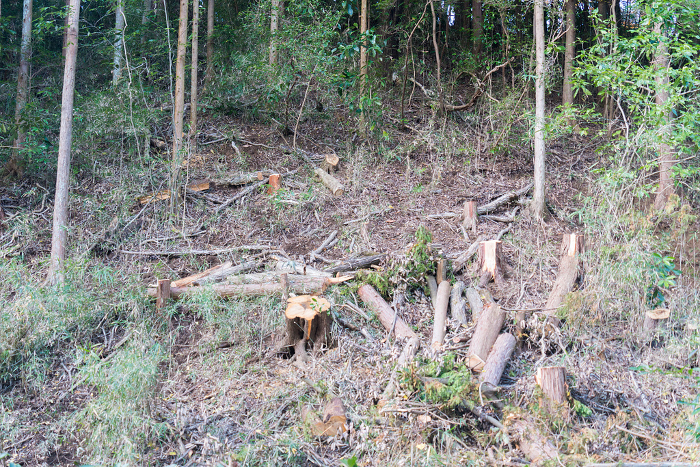 Logs and stumps with logged mountain surface