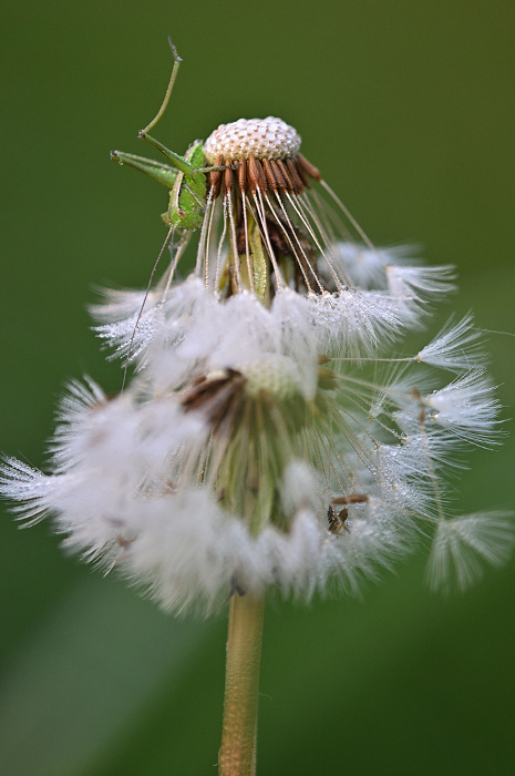 Dandelion fluff shining with morning dew and a grasshopper child Close-up