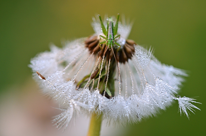 Dandelion fluff shining with morning dew and a grasshopper child Close-up