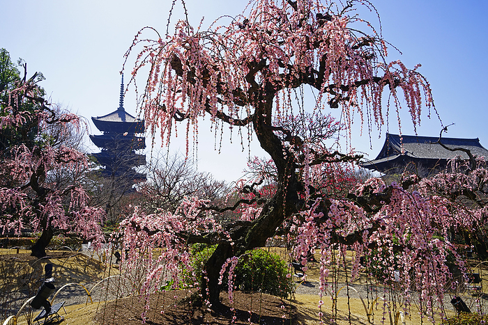 World Heritage Site Ume Garden at Toji Temple Kyoto Pref.                                