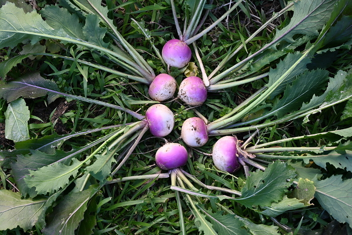 Cultivation and harvesting of small turnips