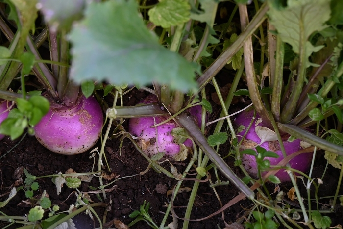 Cultivation and harvesting of small turnips