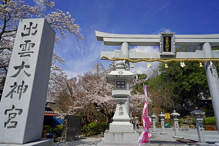 Izumo Daijingu Shrine in bloom with cherry blossoms Kameoka City, Kyoto Prefecture The first shrine in Tamba Province. Formerly known as  Izumo Shrine. Also known as  Moto Izumo  and  Sennenmiya.