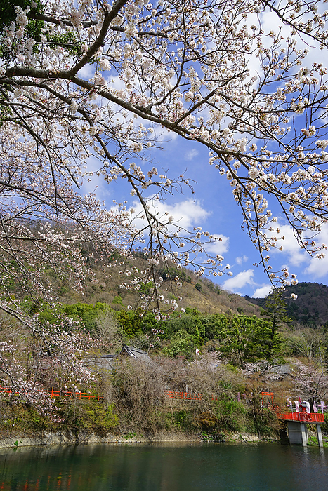 Izumo Daijingu Shrine in bloom with cherry blossoms Kameoka City, Kyoto Prefecture The first shrine in Tamba Province. Formerly known as  Izumo Shrine. Also known as  Moto Izumo  and  Sennenmiya.