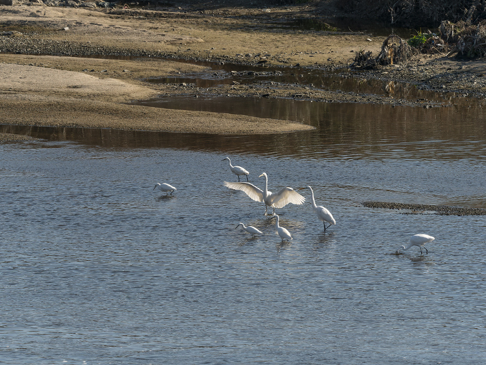A flock of wild birds at the Yamato River