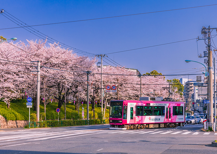 Tramway and rows of cherry trees at Asukayama Performance Tokyo Spring Scenery