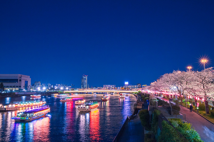Light up the rows of cherry trees along the Sumida River Tokyo Spring Scenery