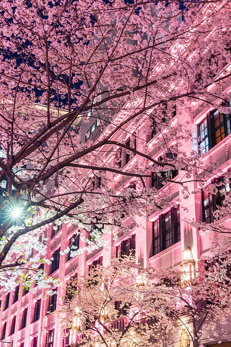 Cherry blossoms lit up in pink Tokyo Nihonbashi Edo Sakura Street