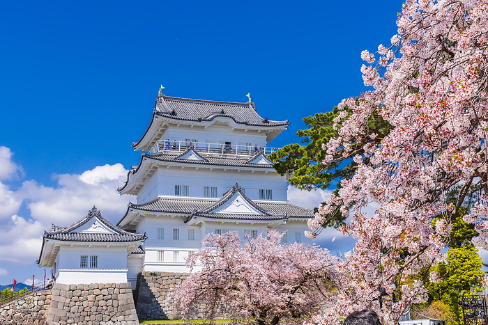 Odawara Castle and cherry blossoms