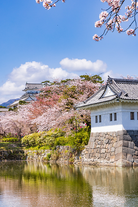 Odawara Castle and cherry blossoms