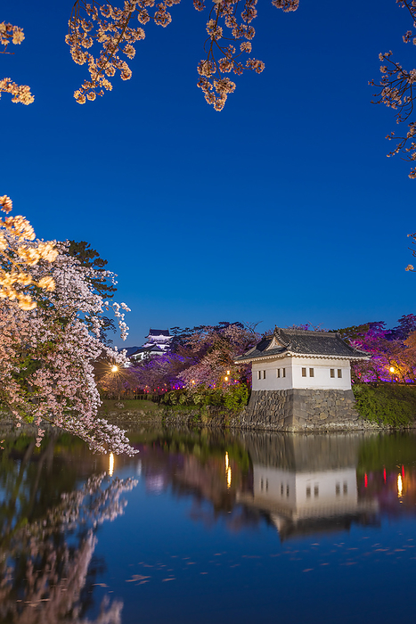 Cherry blossoms illuminated in Odawara Castle City Park