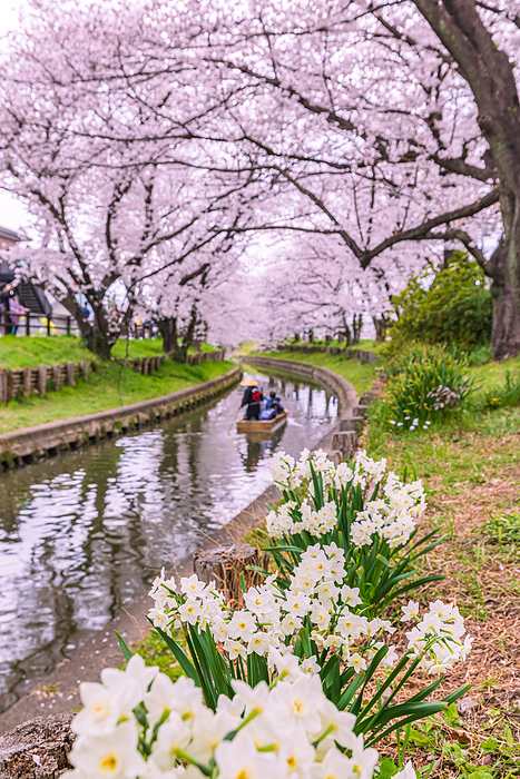 Cherry blossom viewing of rows of cherry trees and small boats along the Kawagoe Shinkagishi River, Saitama Prefecture