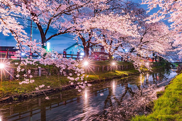 Cherry trees lined with lights along the Kawagoe Shinkagishi River, Saitama Pref.