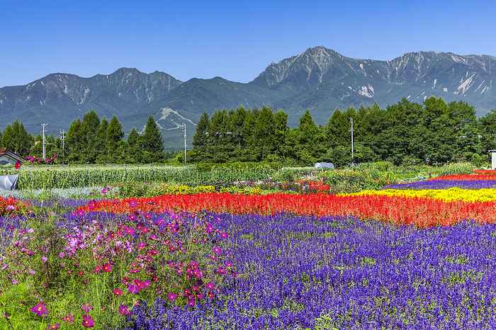 Flower fields and the Yatsugatake mountain range Nagano Prefecture