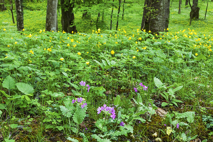 Forest floor where primroses and wildflowers bloom Nagano Pref.