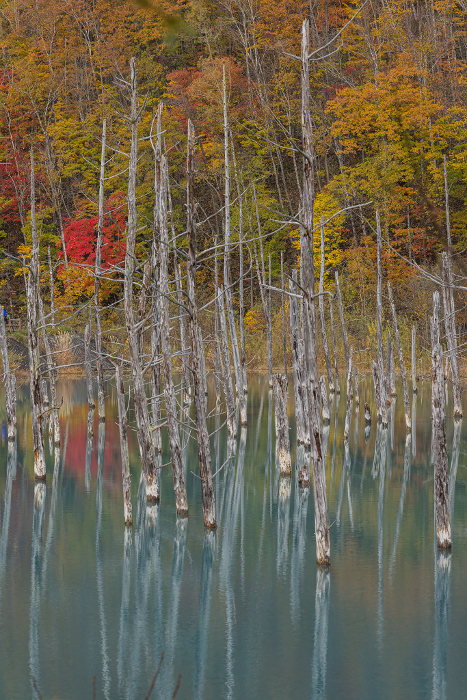 Larch trees and autumn leaves standing dead in a blue pond in Shirogane, Biei-cho, Kamikawa-gun, Hokkaido, Japan