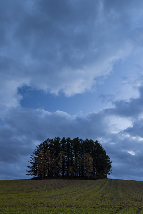 Evening view of a larch tree standing on the new Mild Seven Hill in Biei-cho, Kamikawa-gun, Hokkaido, Japan