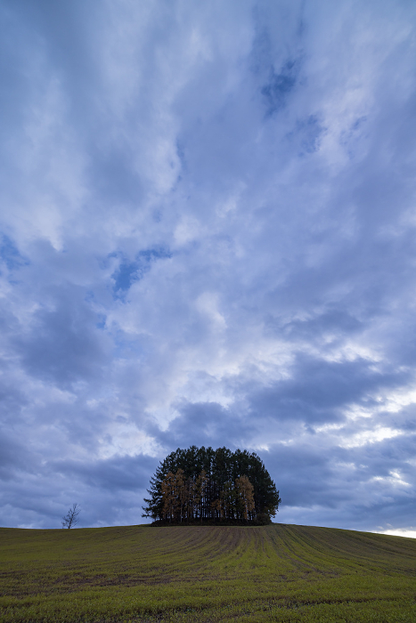 Evening view of a larch tree standing on the new Mild Seven Hill in Biei-cho, Kamikawa-gun, Hokkaido, Japan
