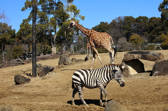 Giraffes and Zebras Yokohama Zoorasia