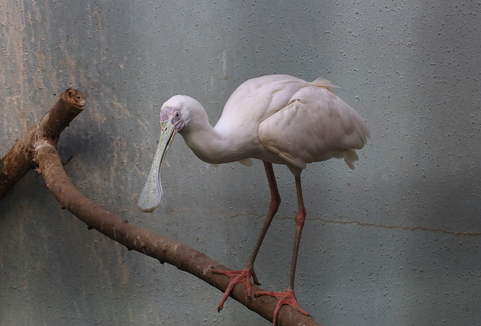 Spoonbill Ueno Zoo
