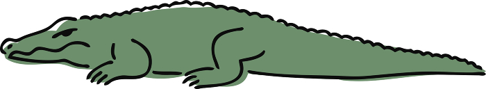 Hand drawn alligator illustration
