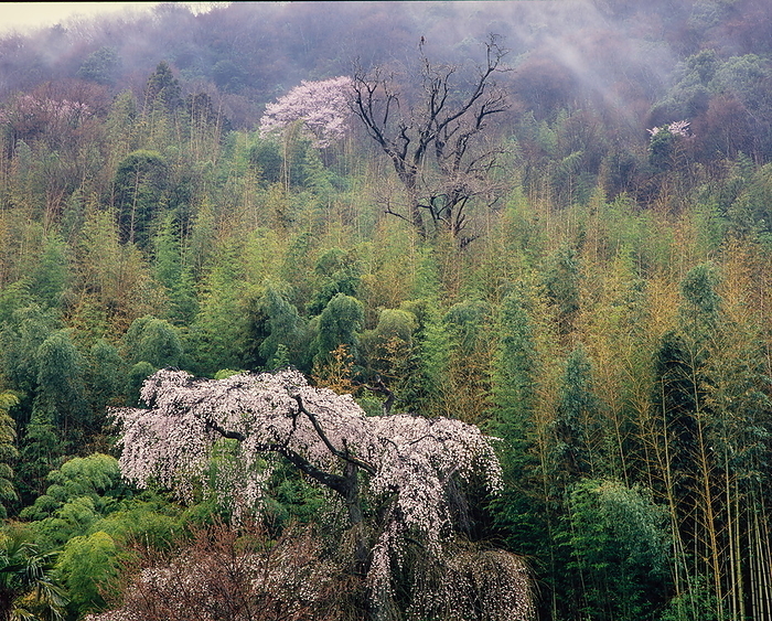 After the rain Cherry blossoms on the mountainside Minobu Town, Yamanashi Prefecture, from the photo collection  Amechi  Heaven and Earth 
