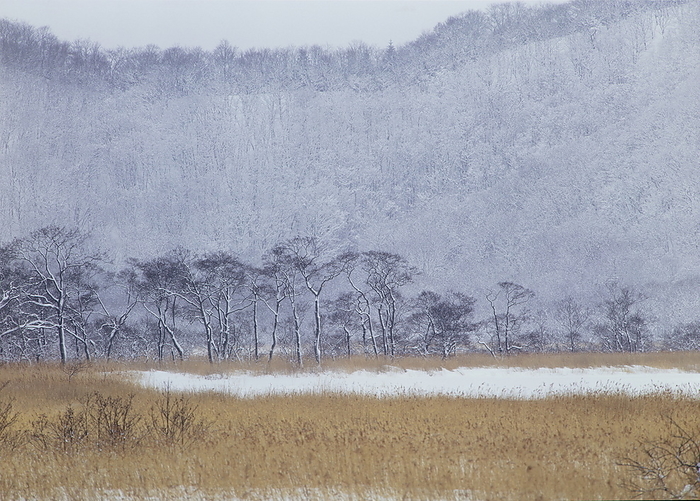 desolate field Kushiro Marsh, Hokkaido, from the photo collection  Amechi  Heaven and Earth 