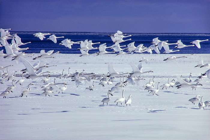 Whooper swan flock dance Betsukai Town, Hokkaido, from the photo collection  Heaven and Earth