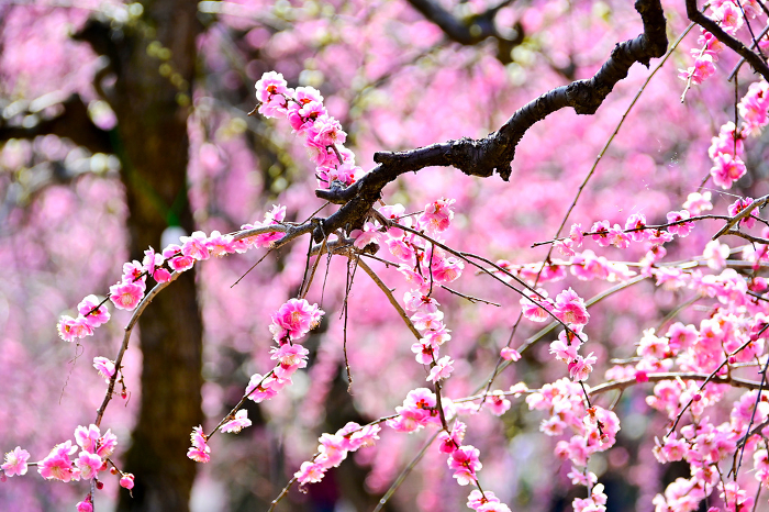 Plum blossoms herald the arrival of spring