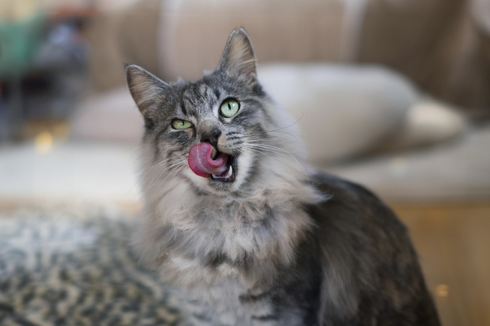 Long-haired mackerel cat_licking tongue