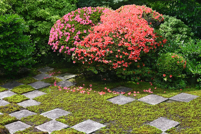 Modern hojo north garden at Tofukuji Temple, Higashiyama, Kyoto in satsuki (satsuki) bloom