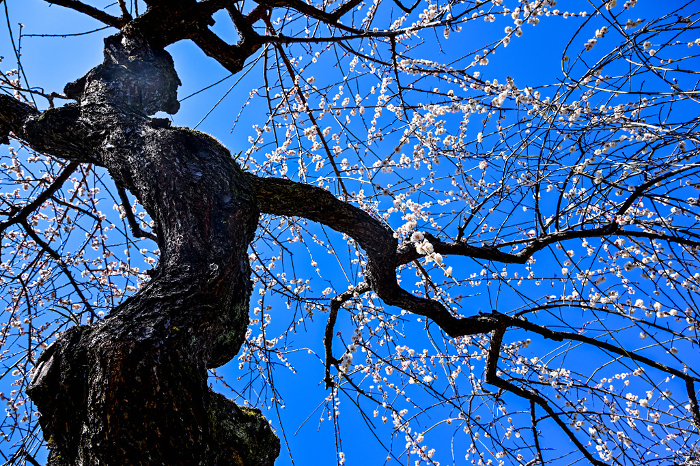 Blue sky and white plum blossoms