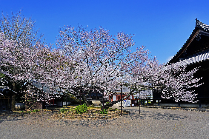 Dojoji Irizo zakura Hidaka gun, Wakayama Pref. Dojoji temple, known for the Dojoji temple bell in Noh and Ningyo Joruri  puppet drama  Nyusho zakura  cherry blossoms 