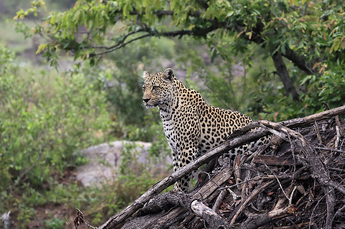 Leopard Leopard,  Panthera pardus , adult alert watching, Sabi Sand Game Reserve, Kruger Nationalpark, South Africa, Africa