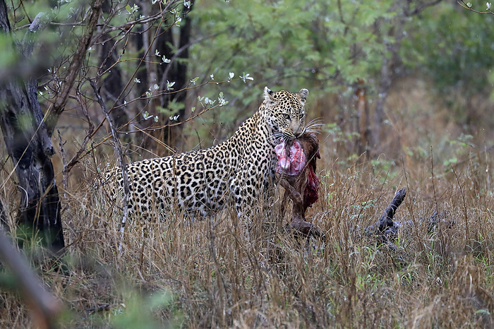 Leopard Leopard,  Panthera pardus , adult carries prey, Sabi Sand Game Reserve, Kruger Nationalpark, South Africa, Africa
