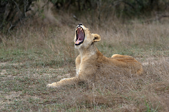 Loewe Lion,  Panthera leo , adult female sitting on ground jawning, Sabi Sand Game Reserve, Kruger Nationalpark, South Africa, Africa