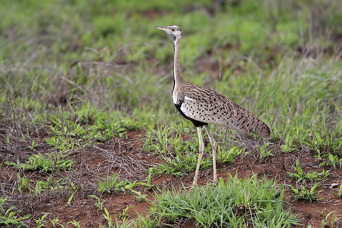 Rotschopftrappe  Red crested korhaan, red crested bustard,  Lophotis ruficrista , adult searching for food, Kruger Nationalpark, South Africa, Africa