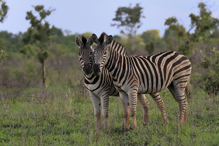 Steppenzebra Plains Zebra Burchell, Burchell Zebra,  Equus quagga burchelli , two adults alert, Kruger Nationalpark, South Africa, Africa