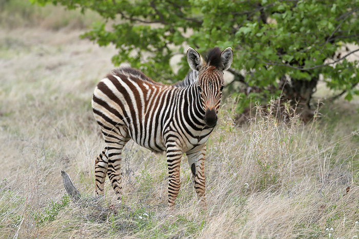 Steppenzebra Plains Zebra Burchell, Burchell Zebra,  Equus quagga burchelli , young alert, Kruger Nationalpark, South Africa, Africa