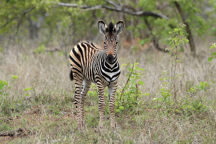 Steppenzebra Plains Zebra Burchell, Burchell Zebra,  Equus quagga burchelli , young alert, Kruger Nationalpark, South Africa, Africa